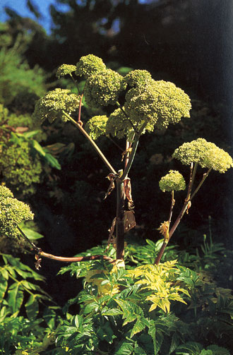 Angelica archangelica (Garden angelica) (alternate view 9)