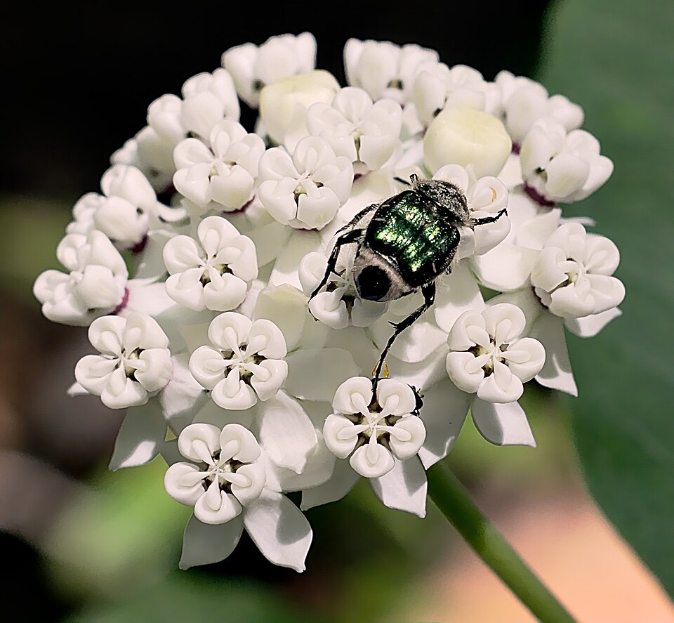 Asclepias variegata (redring milkweed) (alternate view 7)