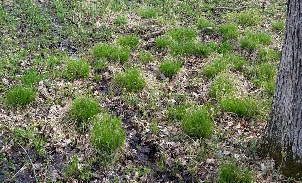Carex bromoides (Brome-Like Sedge) (alternate view 6)