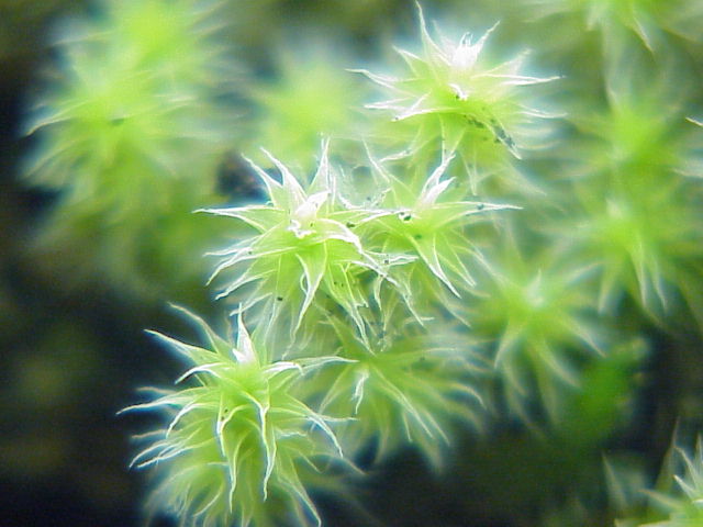Hedwigia ciliata (Ciliate Hoarmoss) (alternate view 6)