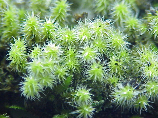 Hedwigia ciliata (Ciliate Hoarmoss) (alternate view 7)