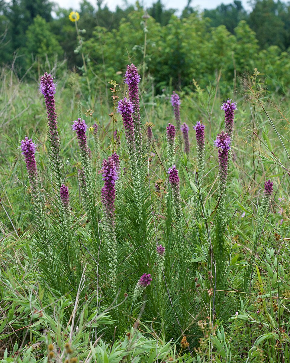 Liatris pycnostachya (prairie blazing star) (alternate view 5)