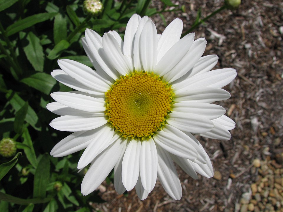Leucanthemum × superbum 'Becky' (Becky Shasta Daisy)
