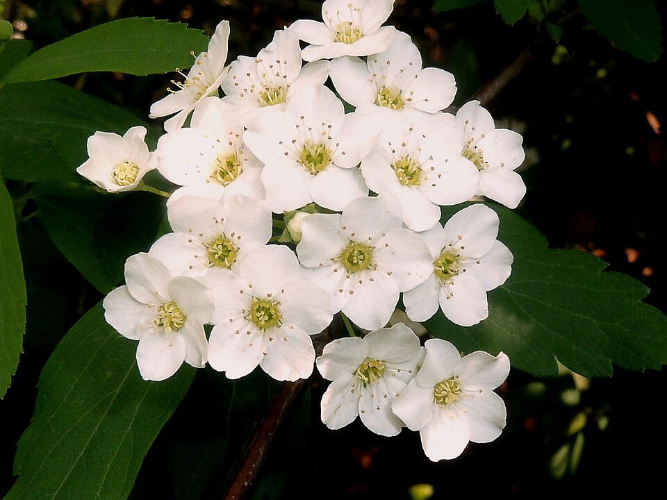 Spiraea nipponica 'Snowmound' (snowmound spirea)