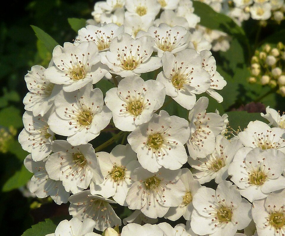 Spiraea nipponica 'Snowmound' (snowmound spirea) (alternate view 2)