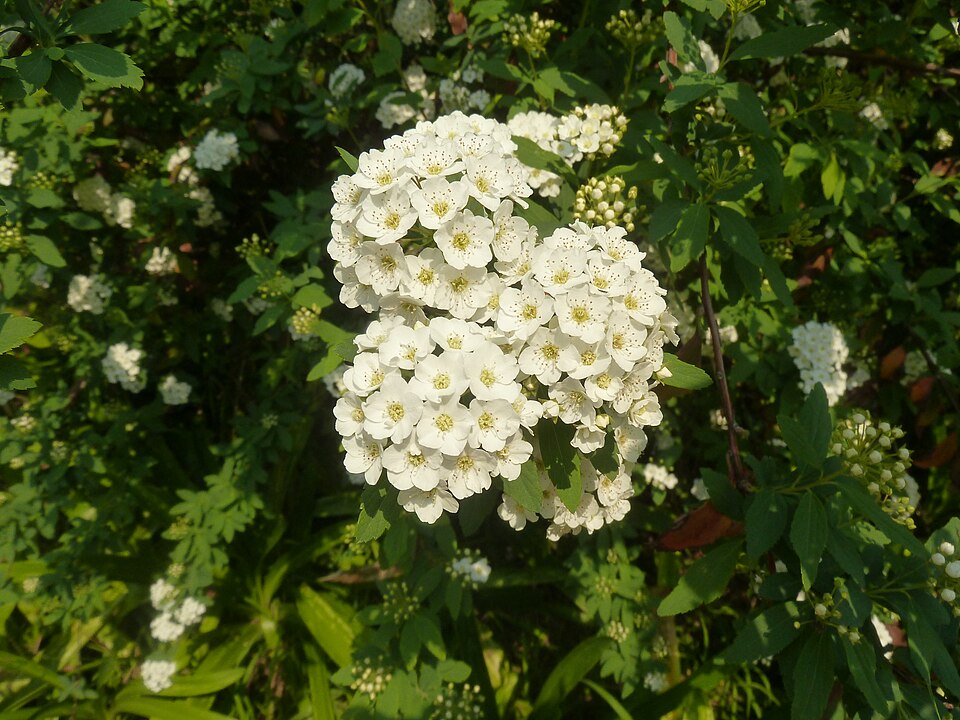 Spiraea nipponica 'Snowmound' (snowmound spirea) (alternate view 3)