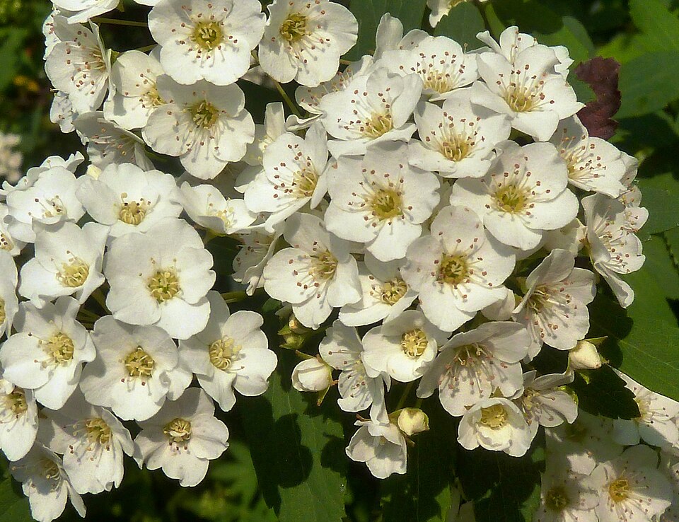 Spiraea nipponica 'Snowmound' (snowmound spirea) (alternate view 4)