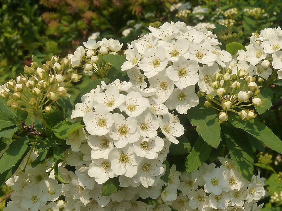 Spiraea nipponica 'Snowmound' (snowmound spirea) (alternate view 5)