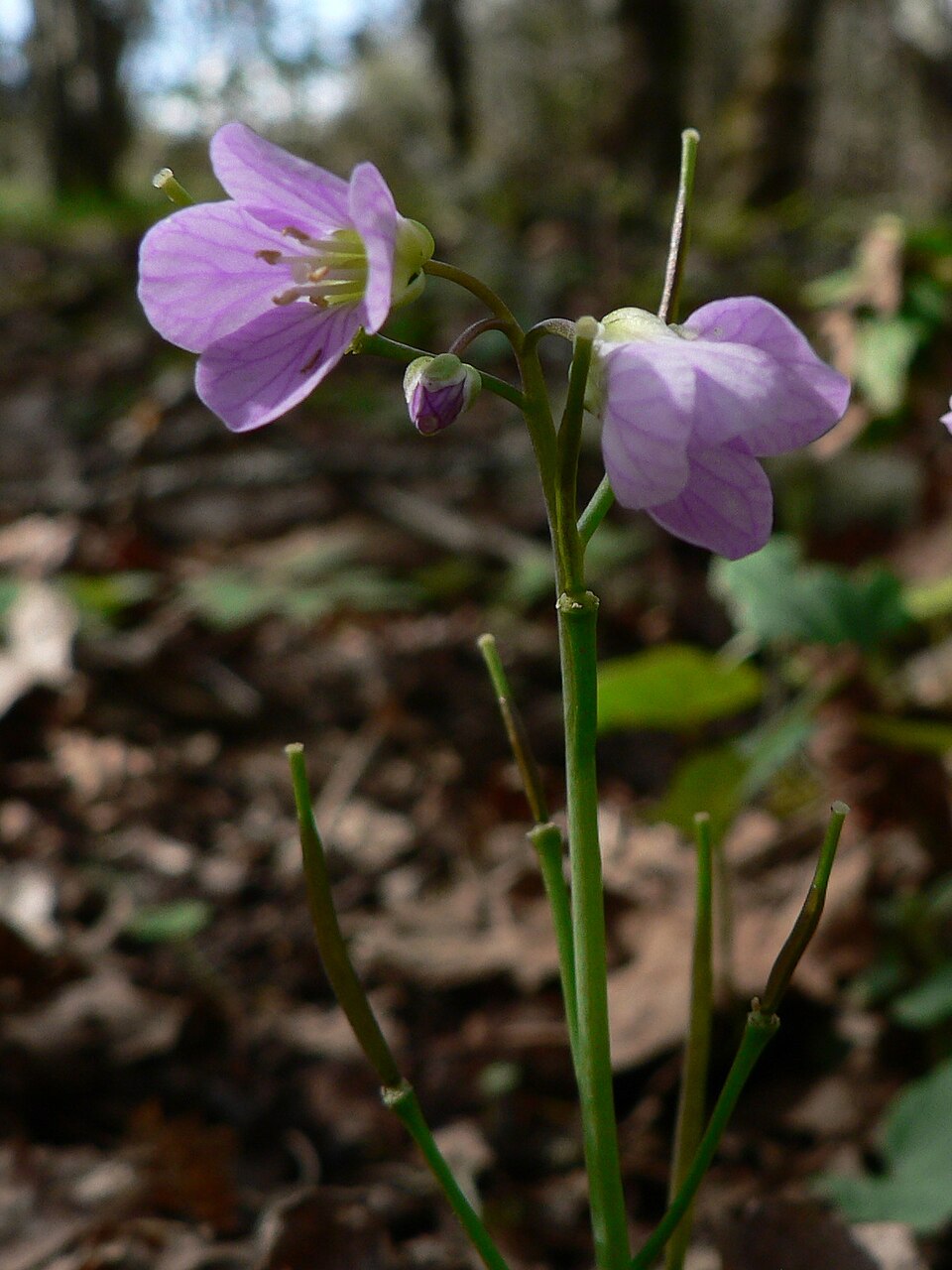 Cardamine nuttallii (Nuttall's toothwort) (alternate view 6)