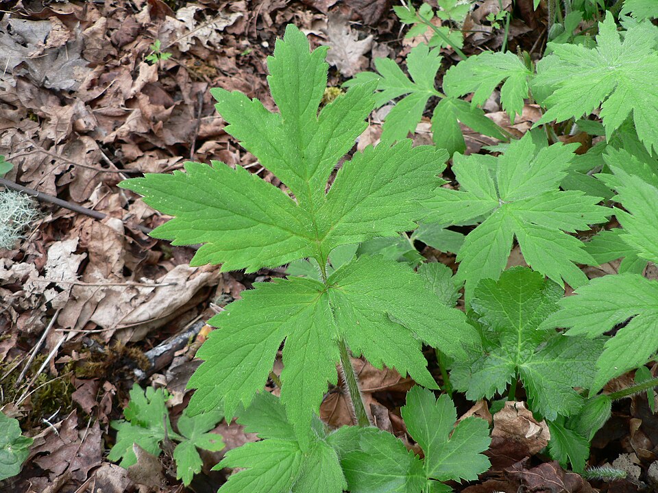 Hydrophyllum tenuipes (Pacific waterleaf) (alternate view 6)