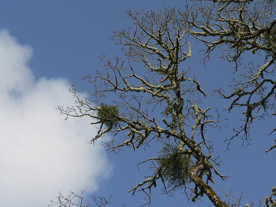 Phoradendron leucarpum (American Mistletoe) (alternate view 5)