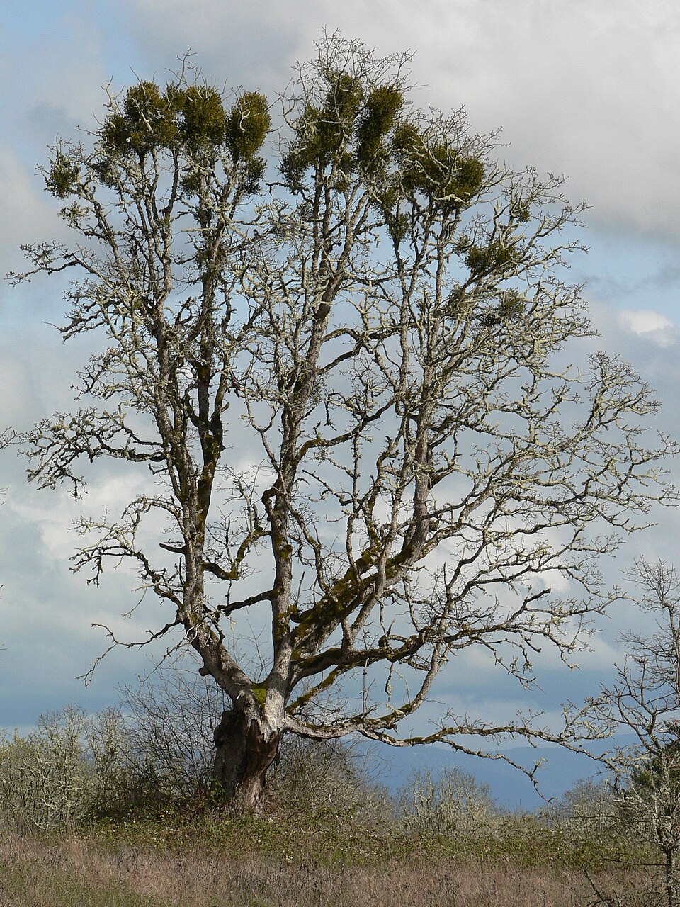 Phoradendron leucarpum (American Mistletoe) (alternate view 6)