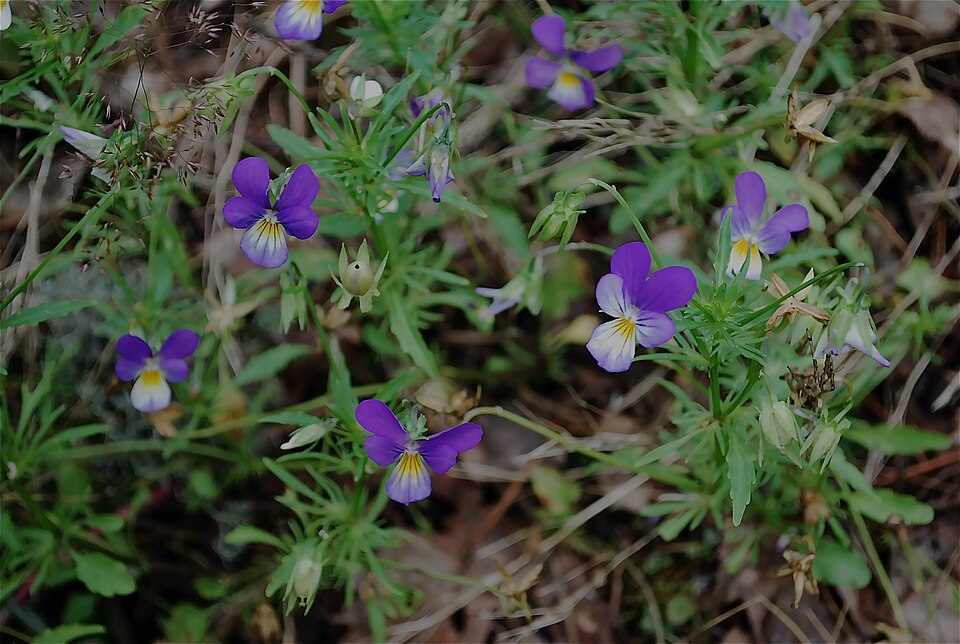 Viola tricolor (Wild Pansy)