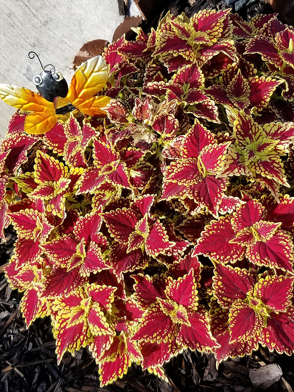 Coleus scutellarioides (Coleus) (alternate view 7)