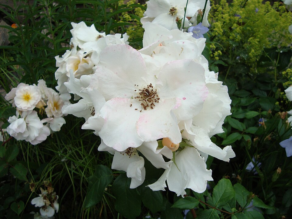 Rosa 'Sally Holmes' (Sally Holmes Rose) (alternate view 3)