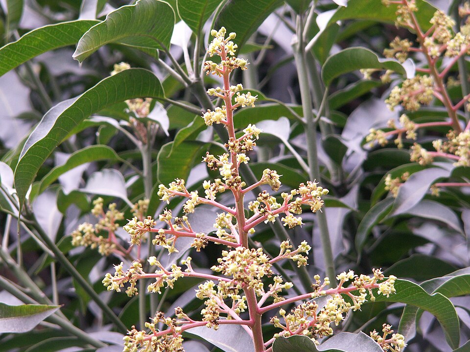Mangifera (mangoes)