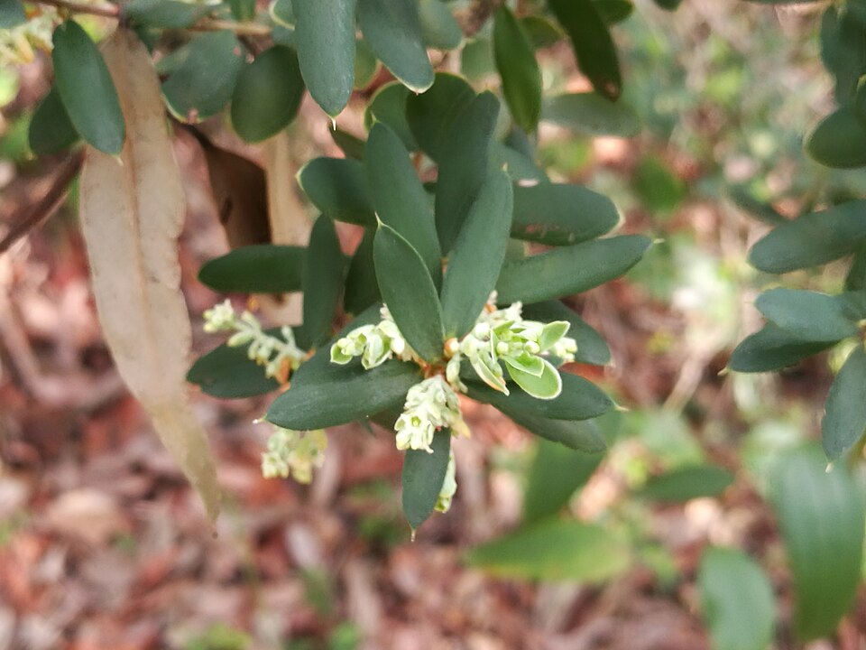 Monotoca elliptica (Tree Broom-heath) (alternate view 4)