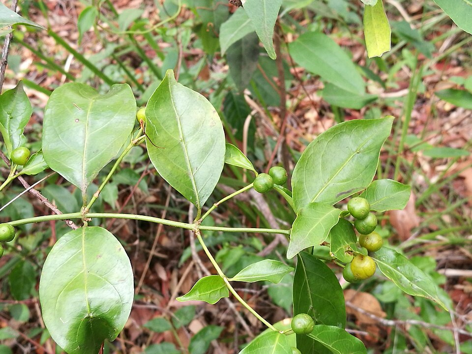 Gynochthodes jasminoides (sweet morinda) (alternate view 6)