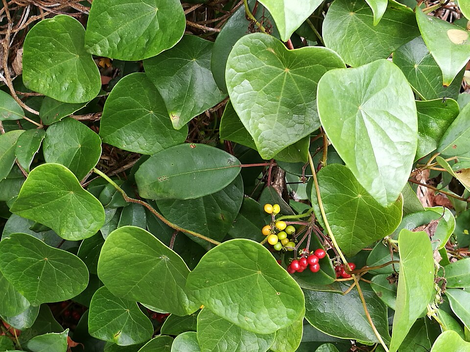 Stephania japonica (Tapevine) (alternate view 4)