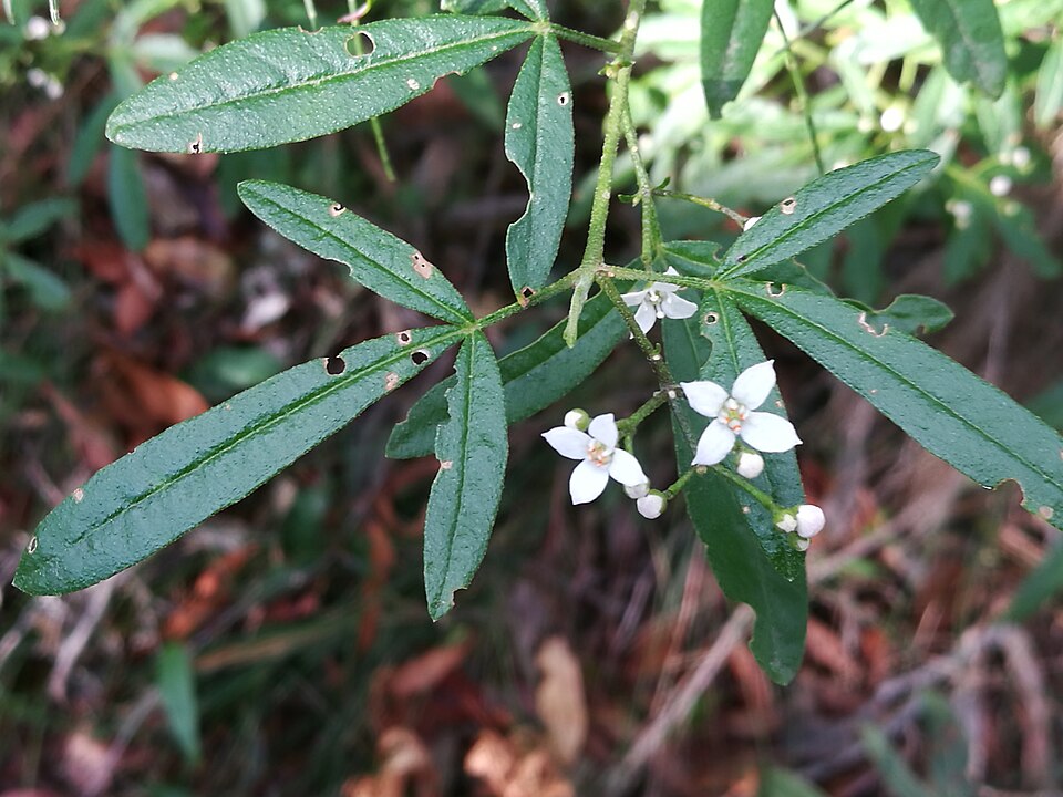 Zieria smithii (Sandfly Zieria) (alternate view 10)