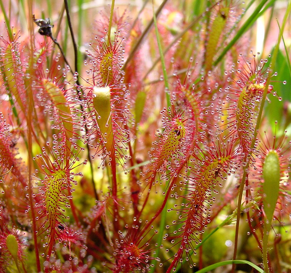 Drosera anglica (Great Sundew)