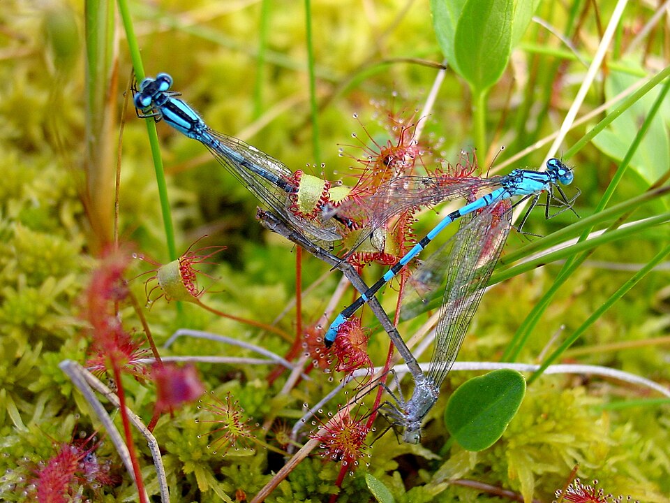 Drosera anglica (Great Sundew)