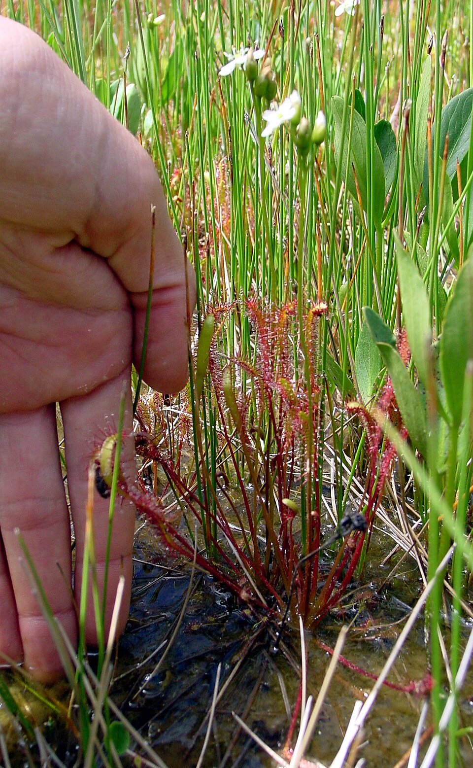 Drosera anglica (Great Sundew)