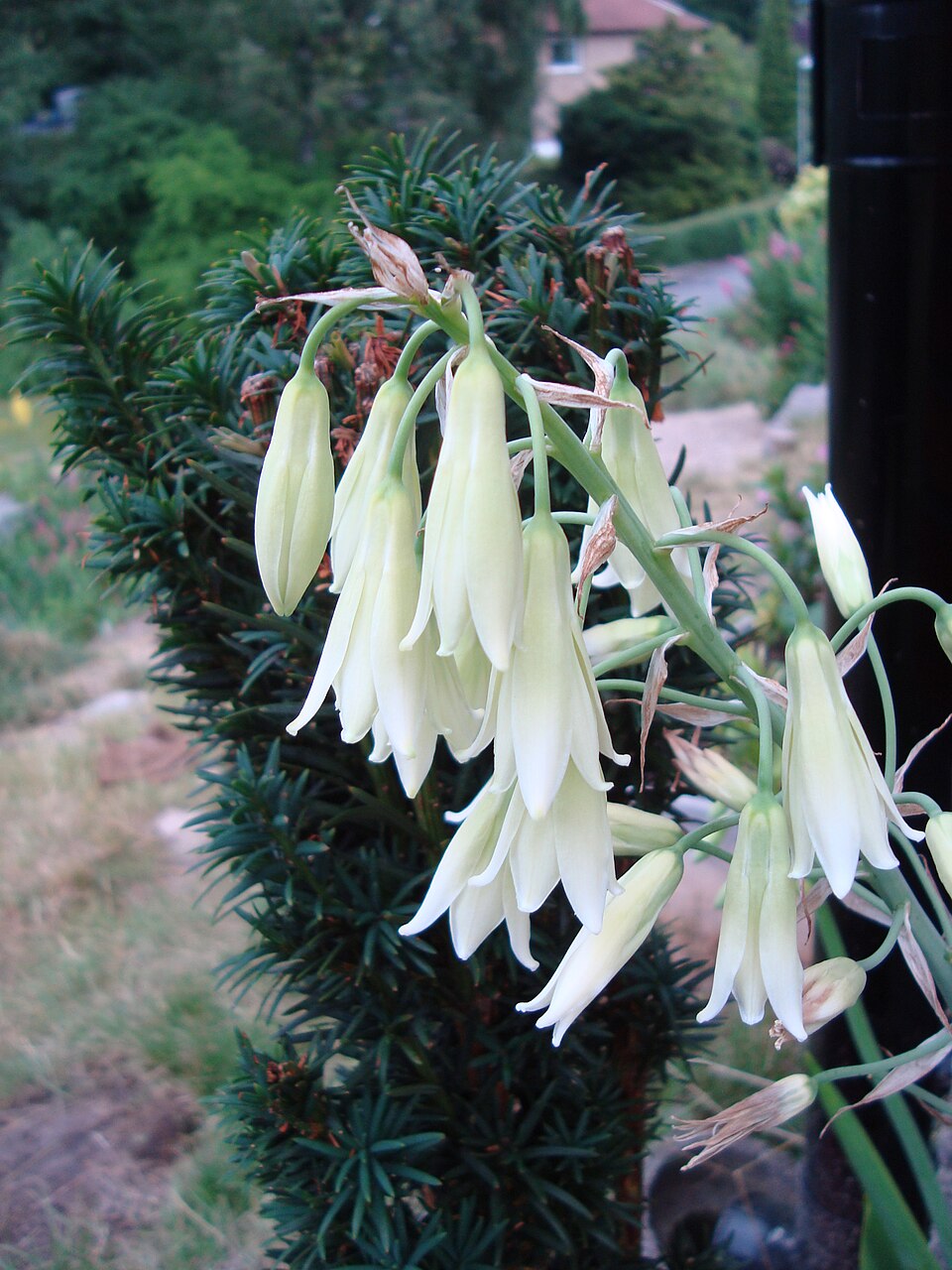 Ornithogalum candicans (Summer hyacinth) (alternate view 8)