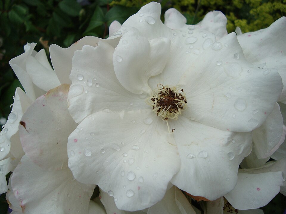 Rosa 'Sally Holmes' (Sally Holmes Rose) (alternate view 4)