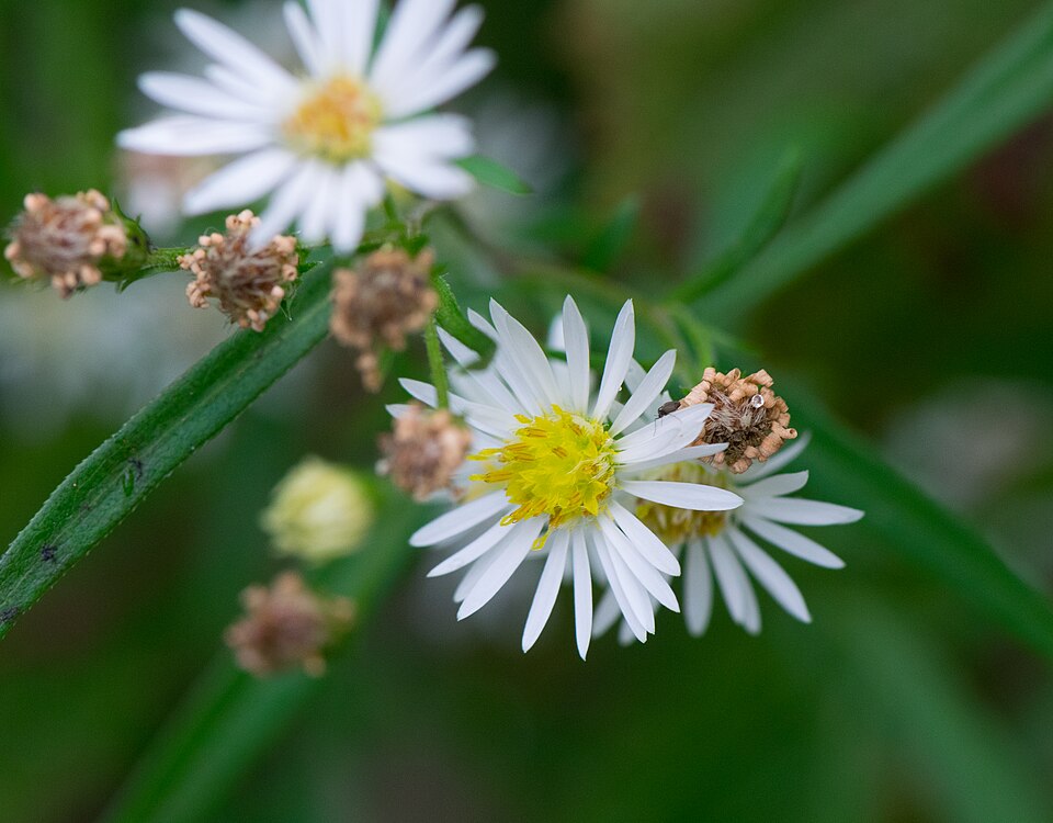 Symphyotrichum lanceolatum (panicled aster)