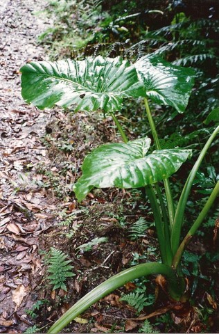 Alocasia brisbanensis (Cunjevoi) (alternate view 7)