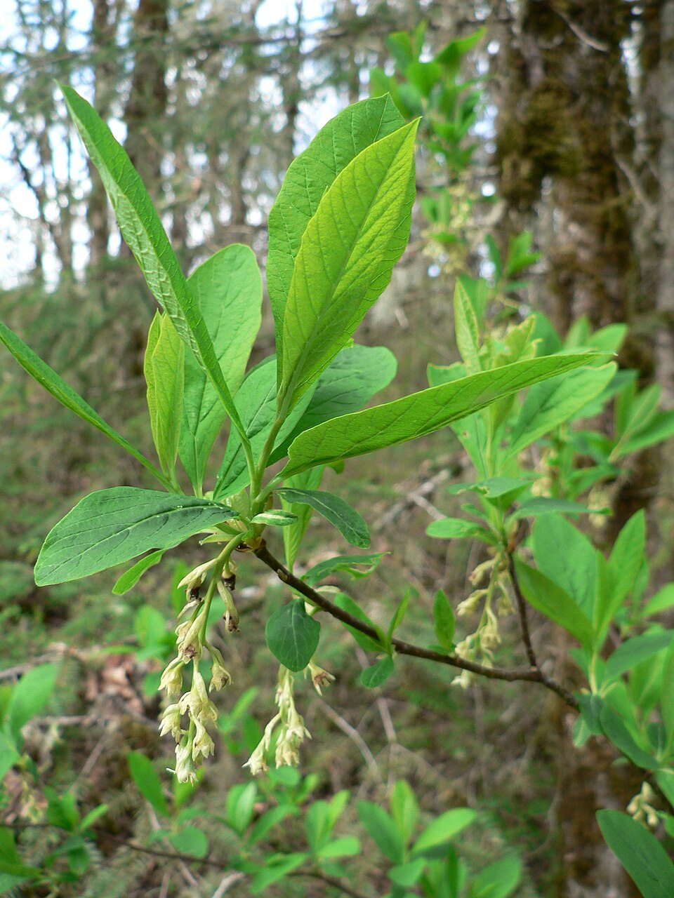 Oemleria cerasiformis (osoberry) (alternate view 6)