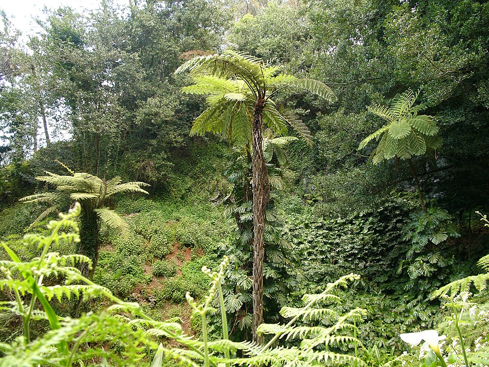Monstera deliciosa (Swiss Cheese Plant) (alternate view 6)