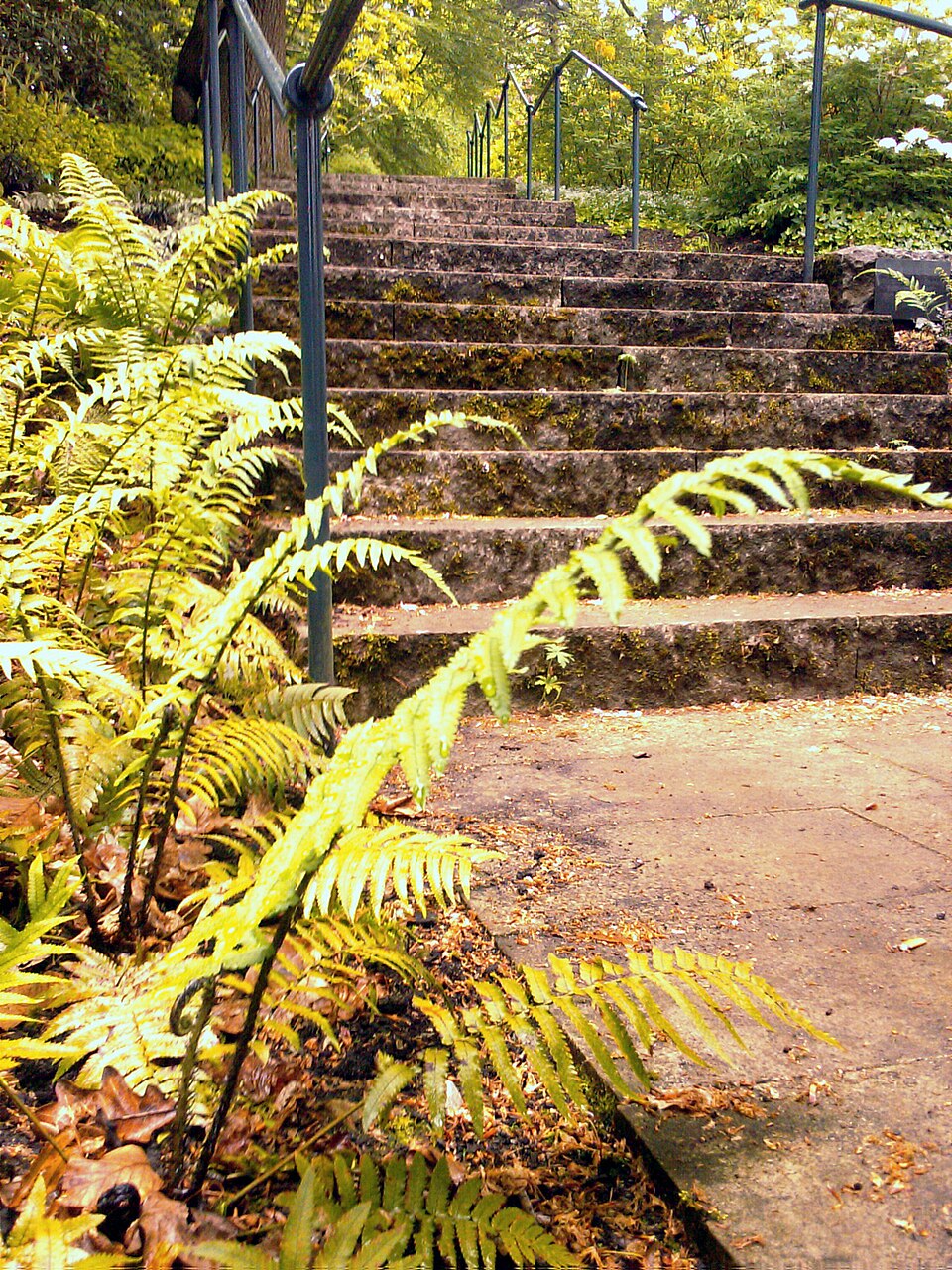 Dryopteris atrata (alternate view 9)