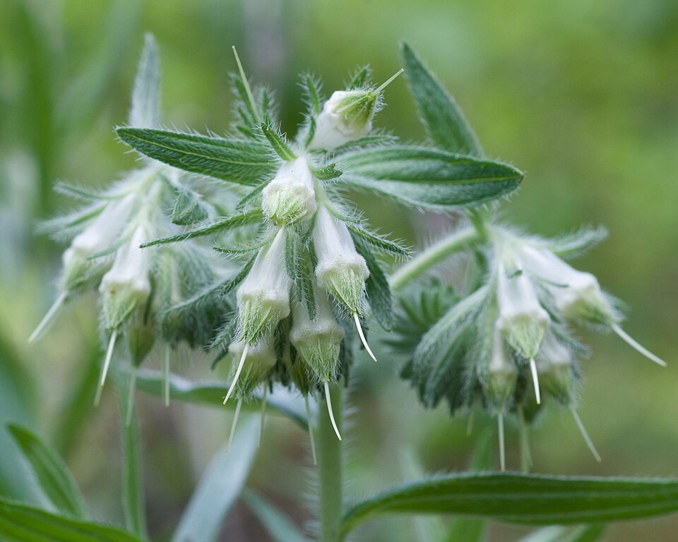 Lithospermum caroliniense (hairy puccoon) (alternate view 10)
