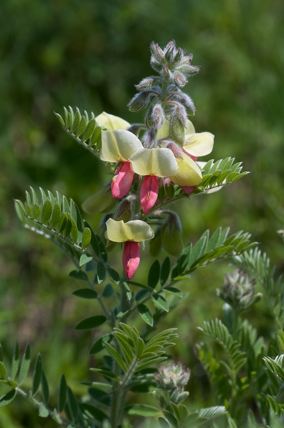 Tephrosia virginiana (goat's rue) (alternate view 4)