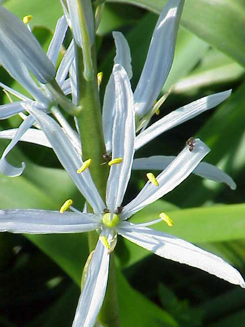 Camassia cusickii (Cusick's Camas) (alternate view 7)