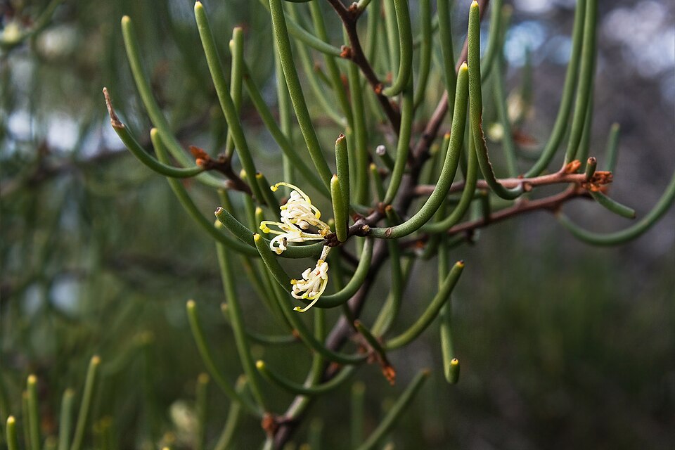 Hakea decurrens (Bushy Needlewood) (alternate view 7)