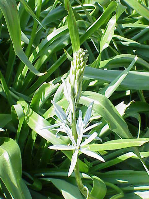 Camassia cusickii (Cusick's Camas) (alternate view 8)