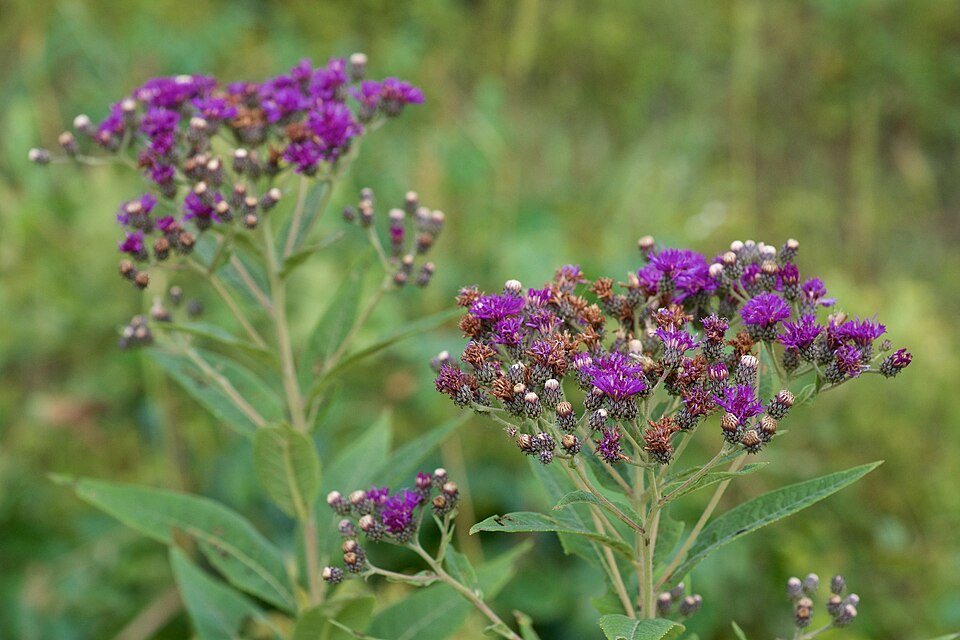 Vernonia baldwinii (Western Ironweed) (alternate view 10)