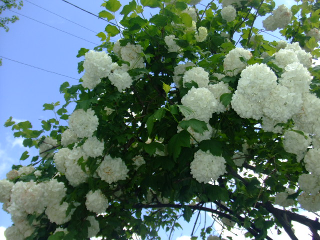 Viburnum opulus 'Roseum' (European cranberry bush)