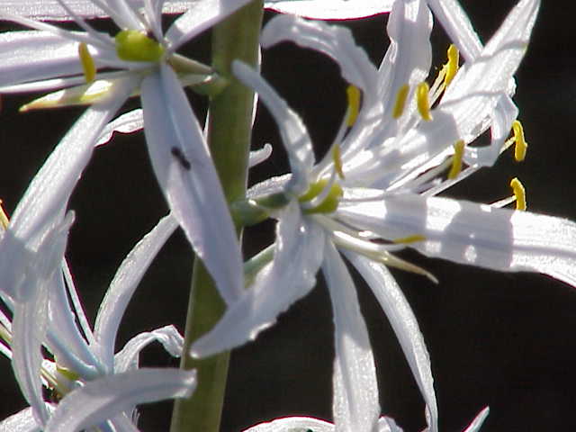 Camassia cusickii (Cusick's Camas) (alternate view 9)