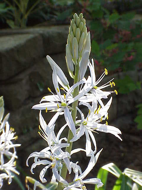 Camassia cusickii (Cusick's Camas) (alternate view 10)
