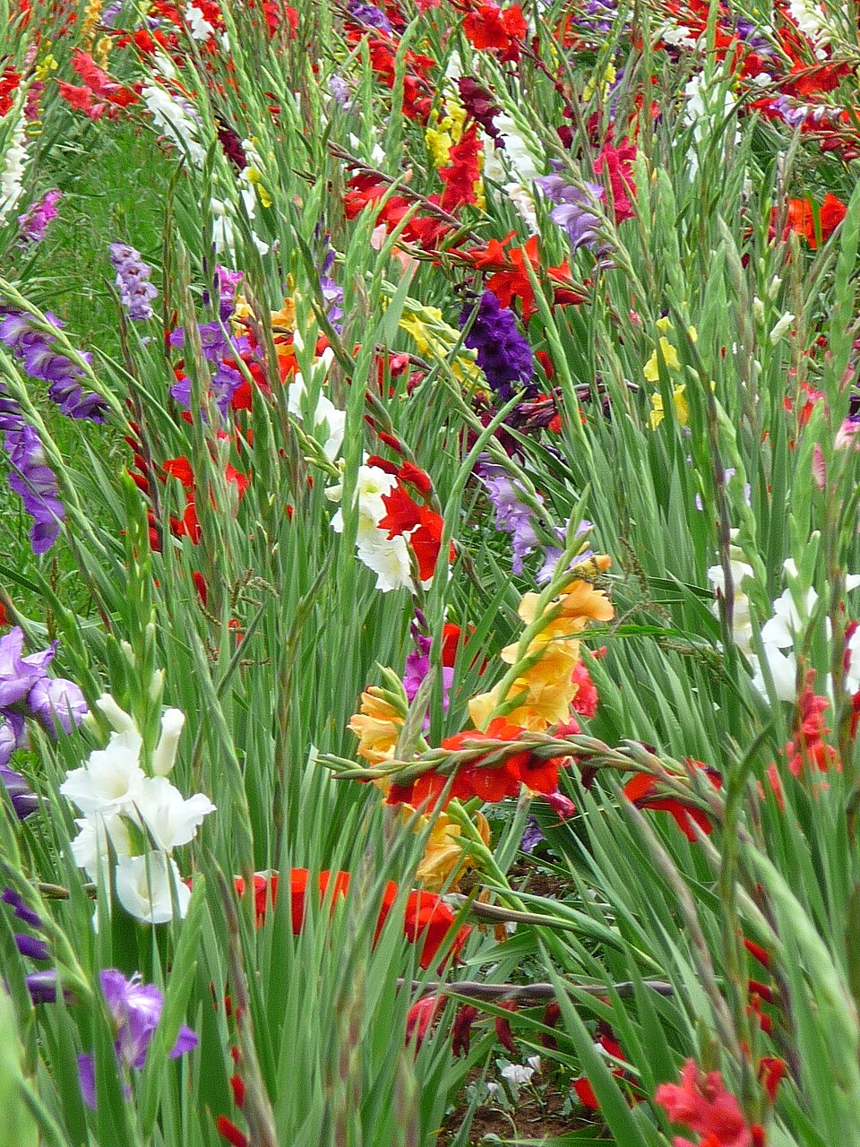 Gladiolus × hortulanus (Large-flowered Gladiolus) (alternate view 5)