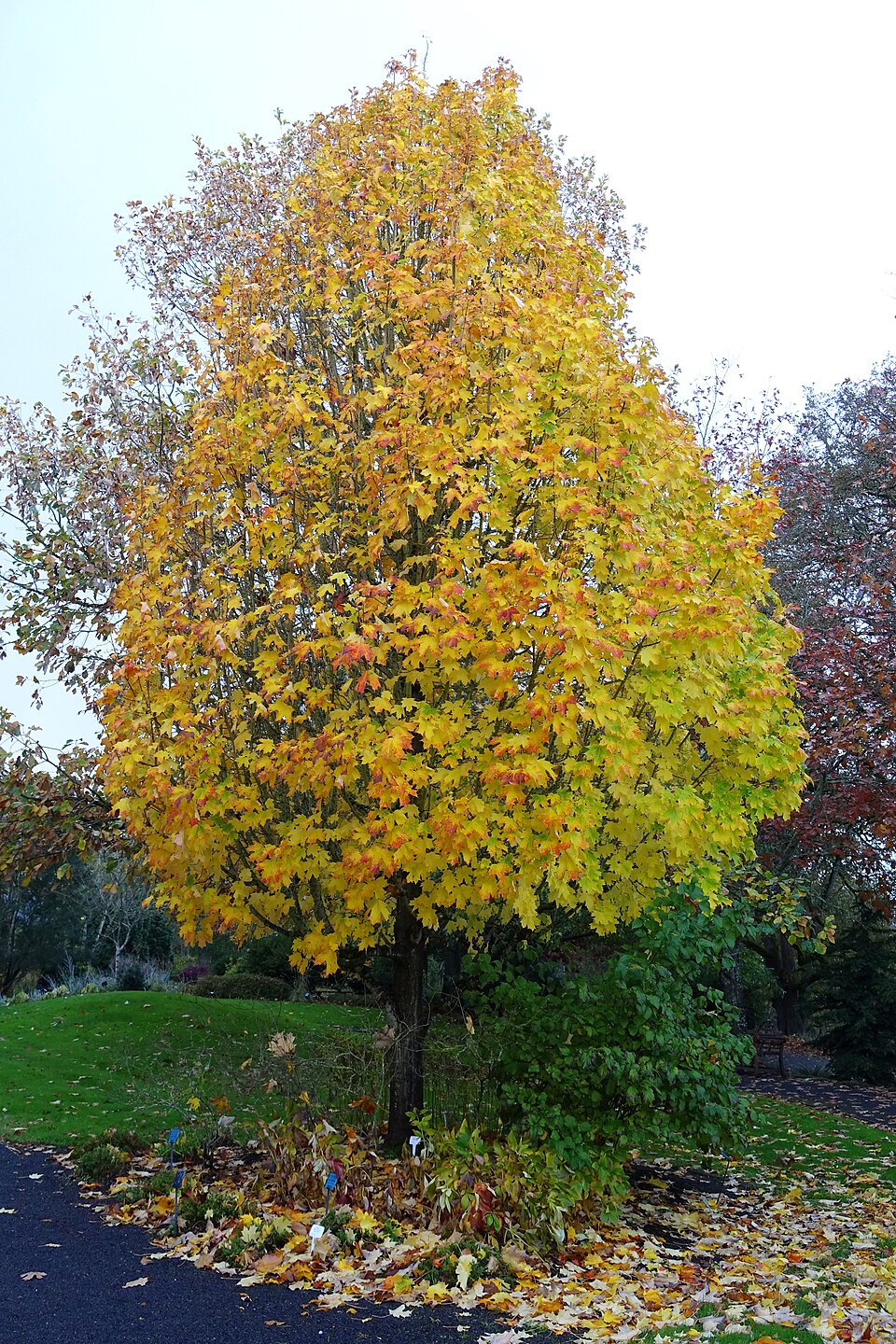 Acer saccharum (sugar maple) (alternate view 4)