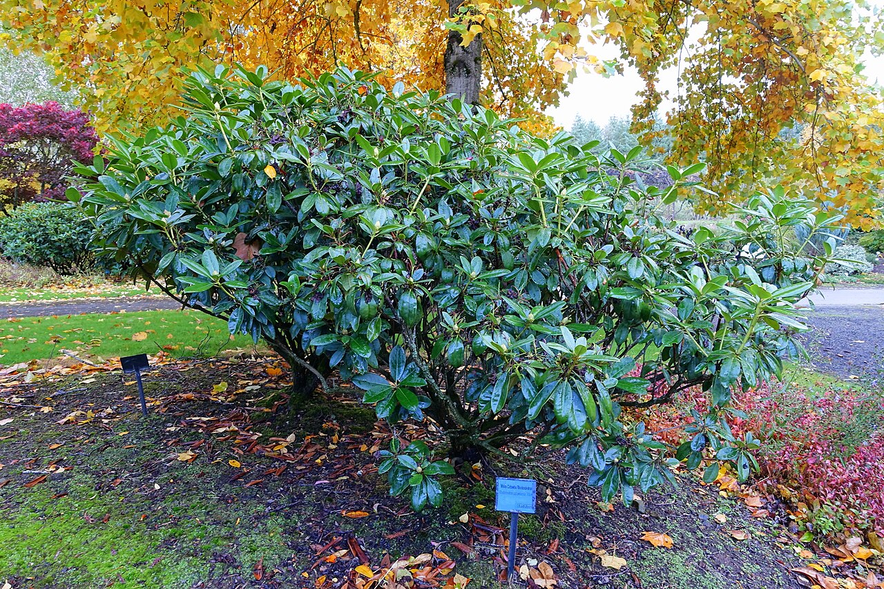 Rhododendron catawbiense, Catawba rhododendron — mounding evergreen (Ericaceae) (image 5 of 10)