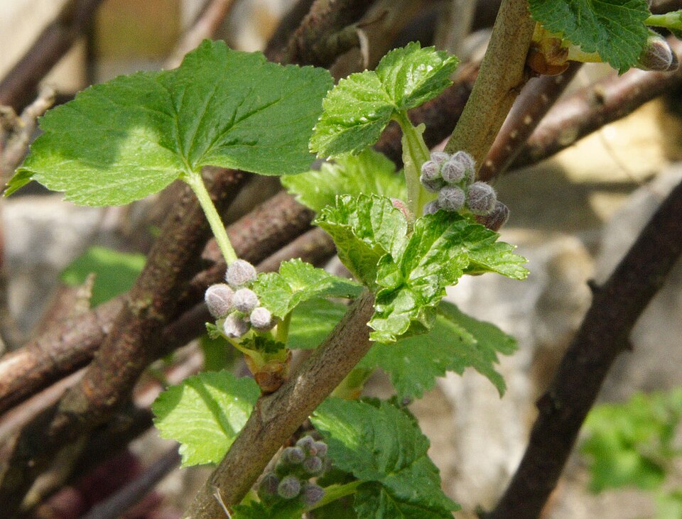 Ribes nigrum (Blackcurrant)