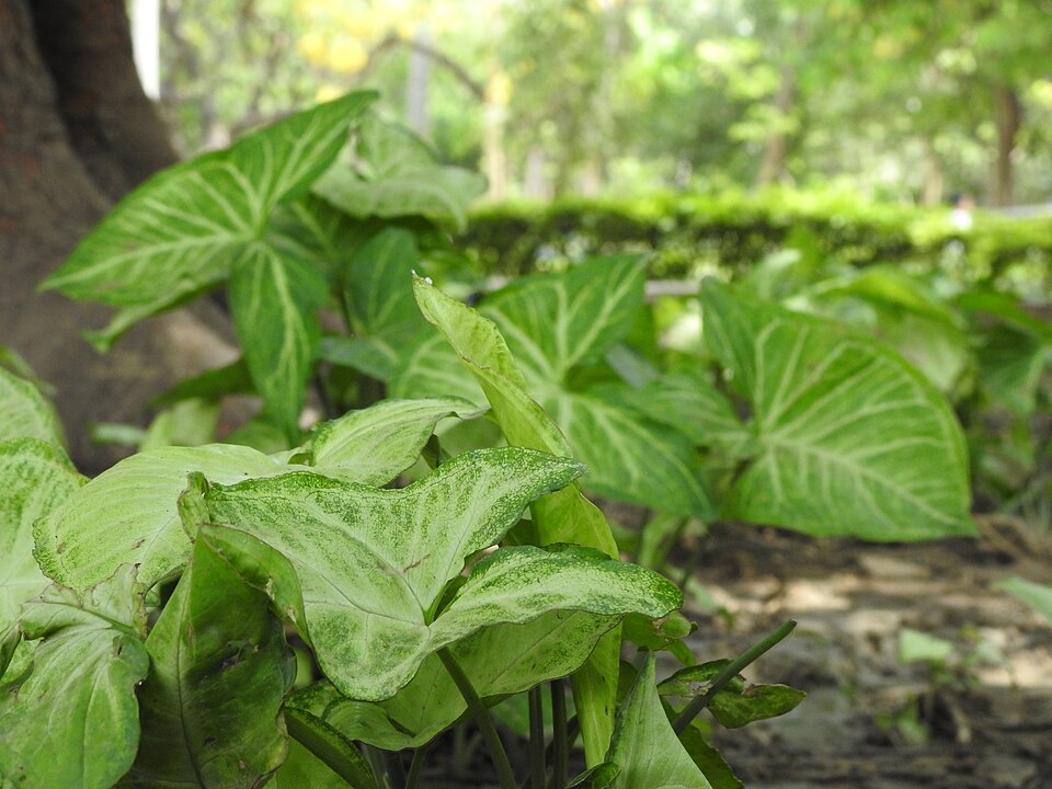 Syngonium (Arrow-head Vines) (alternate view 4)