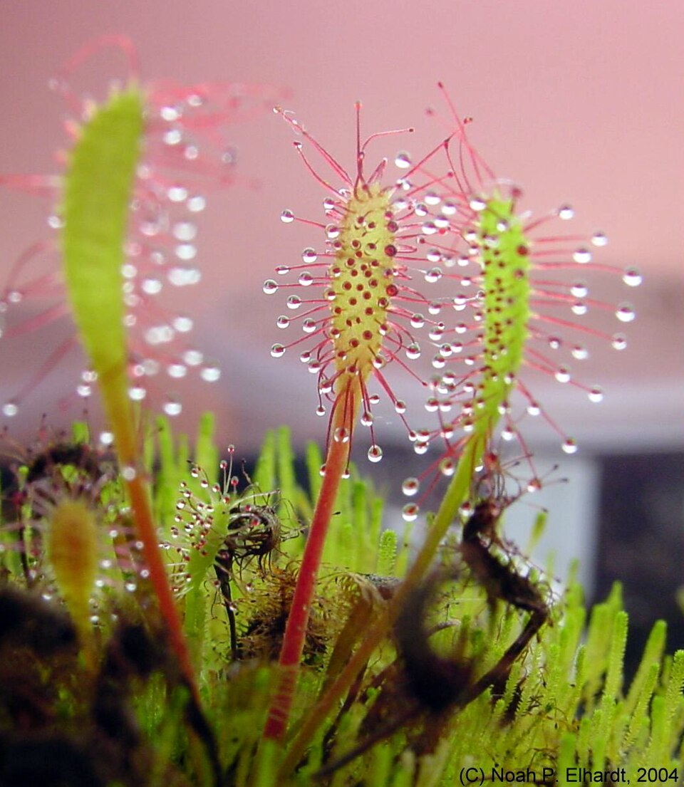 Drosera anglica (Great Sundew)