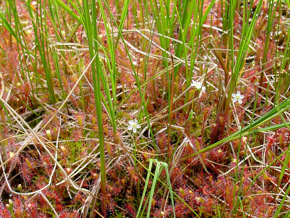 Drosera anglica (Great Sundew)